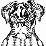 Boxer Dog Coloring Page · Creative Fabrica sketch template