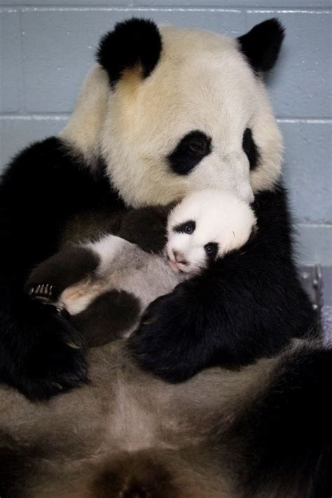 Zoo Atlanta Panda Cam | Atlanta zoo, Panda cam, Panda bear