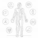 Printable Human Anatomy With Different Systems Coloring Page  Mimi Panda sketch template
