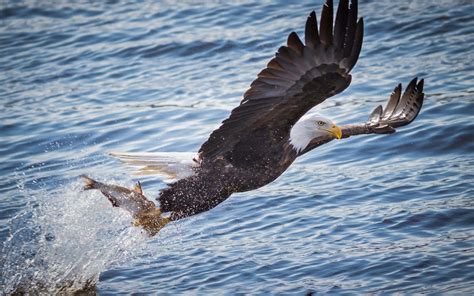 Free photo: Bald Eagle Hunting - Animal, Bald, Bird - Free Download - Jooinn