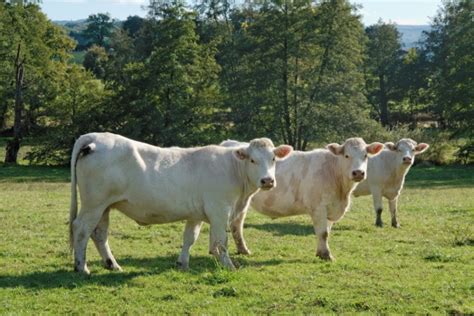 Charolais Cattle Breed: Pictures, Facts, Uses & Origins | Pet Keen