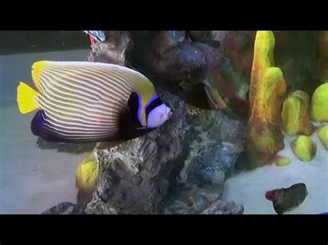 Inside video of Taraporewala Aquarium in Mumbai - YouTube