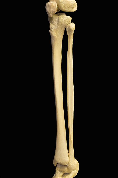 Human Skeleton Showing Lower Leg Bones Photograph by Science Stock Photography | Pixels