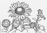 Coloring Page sunflowers  Free Printables Img 11739 sketch template