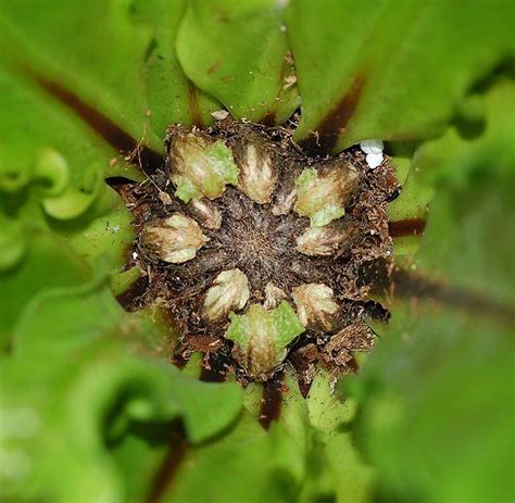 Japanese Bird's-nest Fern (Asplenium antiquum 'Osaka') | Japanese bird, Japanese plants, Bird's ...