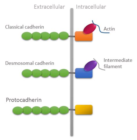 Cadherins; E-Cadherins; N-Cadherins; P-Cadherins; Uvomorulin; Liver Cell Adhesion Molecules