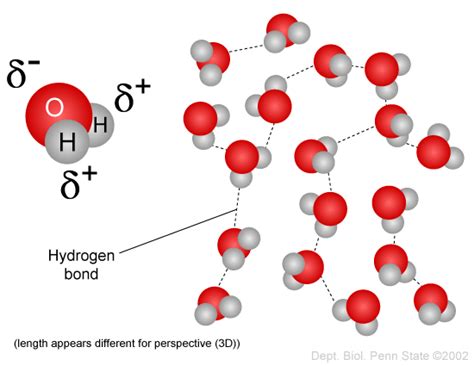 Describe the Polarity of a Water Molecule