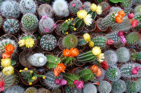 Mini cactus. photo et image | fleurs, cactus, nature Images fotocommunity