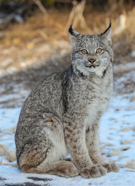 Quiet Canadian Lynx by White-Voodoo on DeviantArt