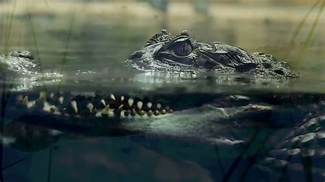 GUSTAVE -The killer crocodile of Burundi Africa -Full video (Viewer discretion is advised ...