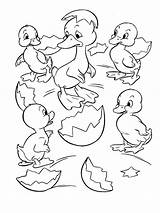 Duckling coloring pages sketch template