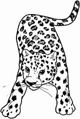 Leopard Printable sketch template