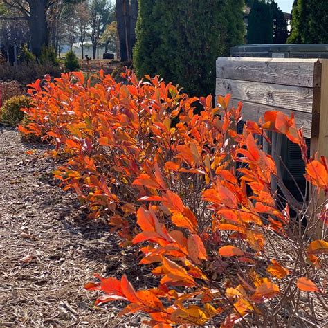 Alternatives to Burning Bush - Great Garden Plants Blog