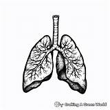 Lungs Coloring Pages  Free & Printable sketch template