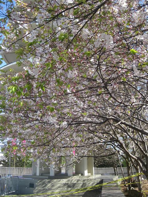 Where To See All The Pretty Cherry Blossoms In San Francisco: SFist