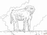 Olive Baboon coloring Page  Free Printable Coloring Pages sketch template