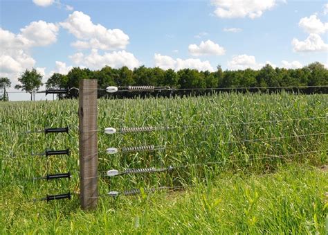 Best Fence For Sheep [All You Need To Know]