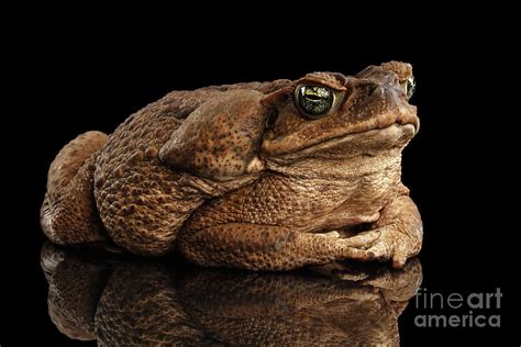 Cane Toad - Bufo marinus, giant neotropical or marine toad Isolated on Black Background ...