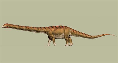 Patagotitan | Dinopedia | Fandom