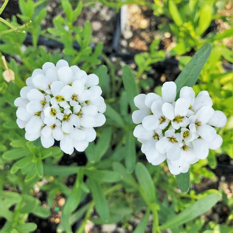 Iberis sempervirens 'Purity' - Candy Tuft (3.5" Pot) | Little Prince To Go