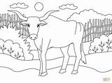 Ox coloring page  Free Printable Coloring Pages sketch template