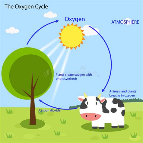 ऑक्सीजन चक्र क्या है? चित्र, जानकारी, प्रक्रिया oxygen cycle in hindi, explanation, diagram ...