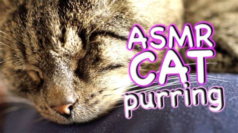 ASMR Cat - Purring #1 - YouTube