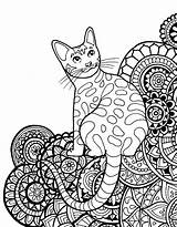 Adults Kot Bombay Katzen Katzenbilder Katze Tegninger Ausmalbild  sketch template