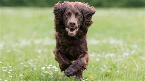 How to Train Your Boykin Spaniel: Tips and Techniques