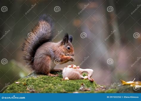 A Squirrel in the Forest is Gnawing Nuts. Fairy Postcard. Close-up Stock Photo - Image of ...