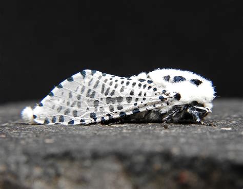 Leopard Moth | donna mallon | Flickr