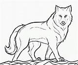 Grand loup sketch template