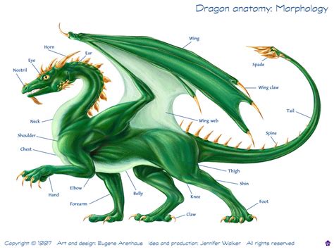 Dragon anatomy: Dragon anatomy - morphology