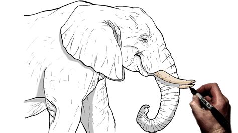 Elephant Side View Head Drawing