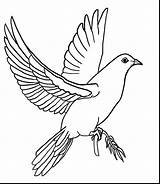 Printable Dove Coloring Page sketch template
