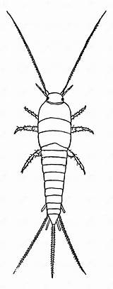 Silverfish Vintage Illustration Stock Vector  Of sketch template