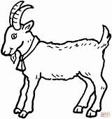 Desenho De Bode Para Colorir  Desenhos E Imprimir Gratis sketch template