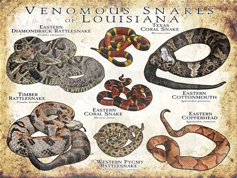 Venomous Snakes of Louisiana Poster Print