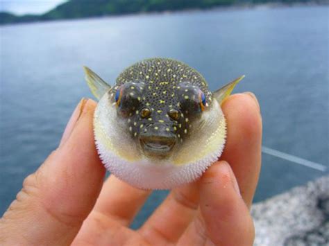 Baby Puffer Fish Are Super Cute – LuvThat