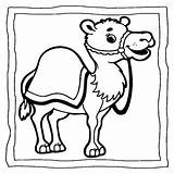 Camel Coloring Book  Easy And Fun Camels For Kids By sketch template