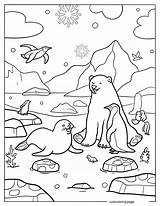Arctic Animals Coloring Pages20  Free Printable coloring Pages Cute sketch template