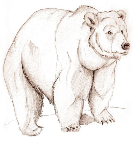 Bear sketch, Bear drawing, Bear art