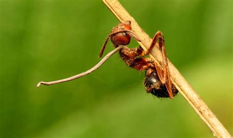 The Zombie Fungus Takes Over Ants’ Bodies to Control Their Minds - The ...