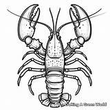 Lobster Coloring Pages  Free & Printable sketch template