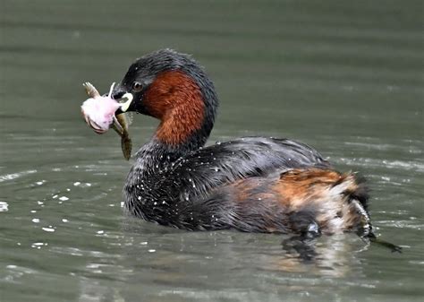 Little Grebe Bird - Facts | Profile | Call | Chick - Bird Baron