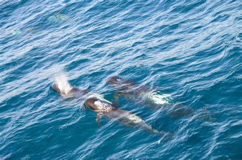 Long-finned Pilot Whales — Stock Photo © durktalsma #158557040