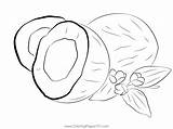 White Coconut Coloring Page For Kids  Free Printable sketch template