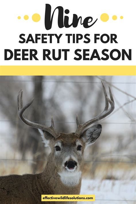 What Is Deer Rut Season? - Effective Wildlife Solutions in 2021 | Wildlife, Deer rut, Save wildlife