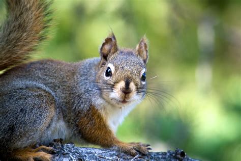 Researchers Find Link Between Squirrel Stress, Unhealthy Microbiomes | U of G News