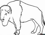 Buffalo Coloring Page  Easy Drawing Guides sketch template